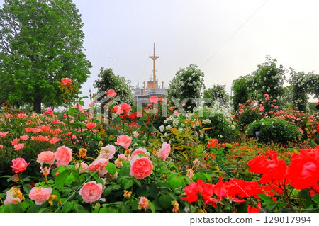 Rose garden and Hikawamaru in Yamashita Park Rose garden and Hikawamaru in Yamashita Park 129017994