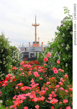 Rose garden and Hikawamaru in Yamashita Park Rose garden and Hikawamaru in Yamashita Park 129018003