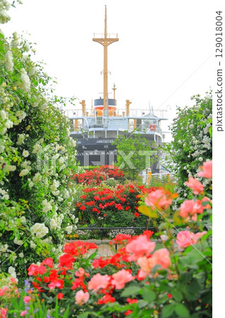 Rose garden and Hikawamaru in Yamashita Park 129018004