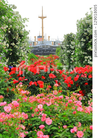 Rose garden and Hikawamaru in Yamashita Park 129018005