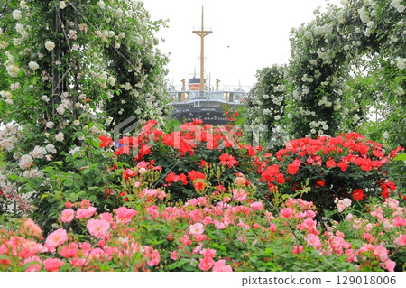 Rose garden and Hikawamaru in Yamashita Park Rose garden and Hikawamaru in Yamashita Park 129018006