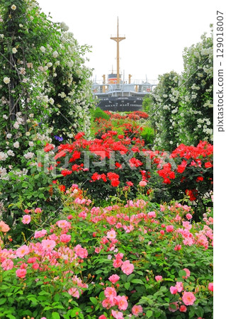 山下公園的玫瑰園和冰川丸 129018007