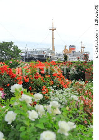 山下公園的玫瑰園和冰川丸 129018009