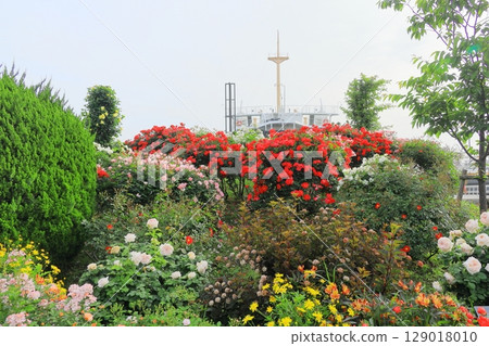 Rose garden and Hikawamaru in Yamashita Park 129018010