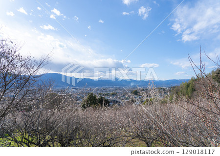 Fuji and plum forest Fuji and plum forest 129018117