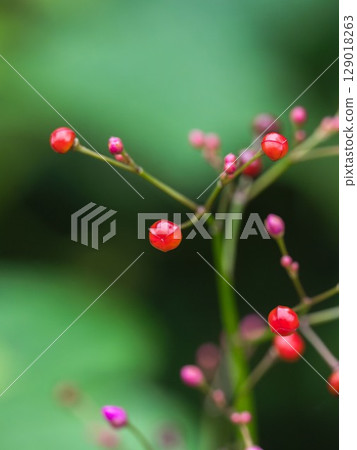 Rainy season in the mountains: Colorful fruits of the zinnia 01 Rainy season in the mountains: Colorful fruits of the zinnia 01 129018263