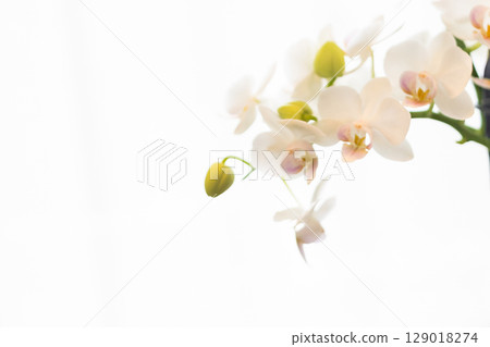 透過窗簾的蝴蝶蘭 7 129018274