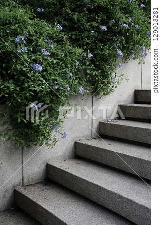 Real organic photography taken flower green plant outdoor stairs aesthetics nature design background 129018281