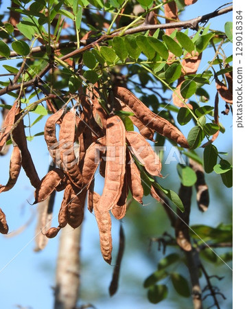 假儉的果實 129018384