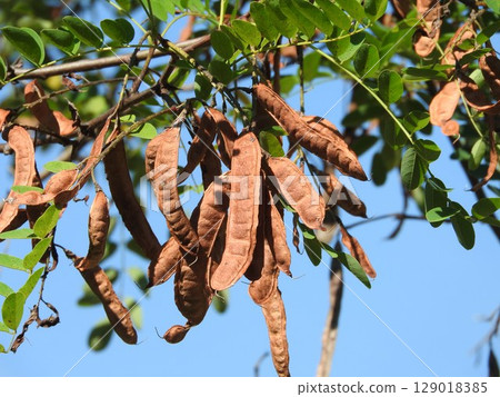 Fruit of a falseacacia Fruit of a falseacacia 129018385