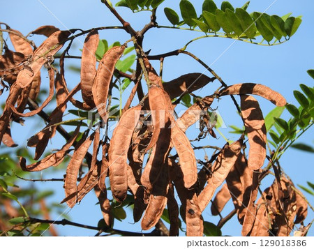 Fruit of a falseacacia 129018386