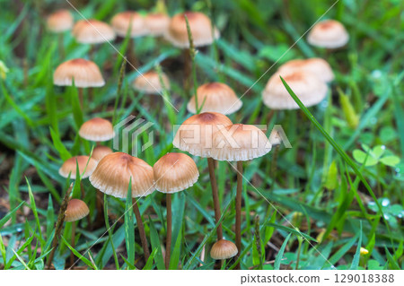 Rainy season: Close-up of mushrooms growing in the grass 01 129018388