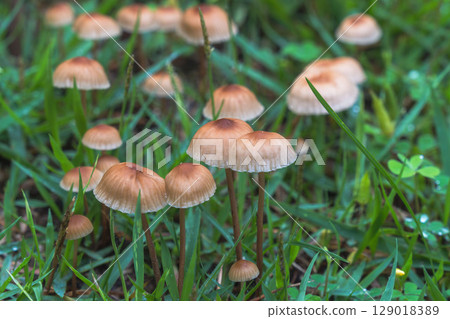 雨季：草叢中生長的蘑菇特寫 02 129018389