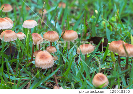 Rainy season: Close-up of mushrooms growing in the grass 03 Rainy season: Close-up of mushrooms growing in the grass 03 129018390
