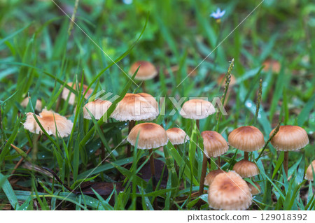 Rainy season: Close-up of mushrooms growing in the grass 05 Rainy season: Close-up of mushrooms growing in the grass 05 129018392