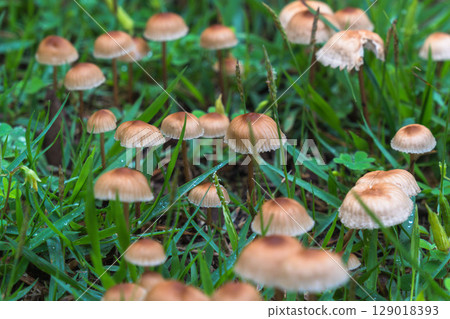 Rainy season: Close-up of mushrooms growing in the grass 06 Rainy season: Close-up of mushrooms growing in the grass 06 129018393