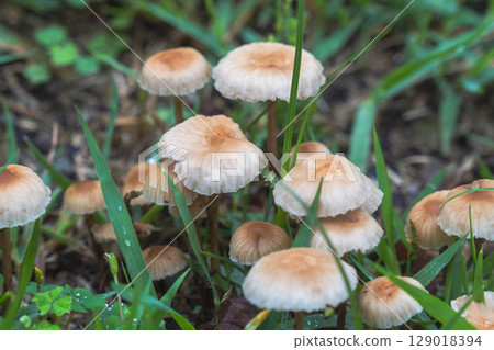 Rainy season: Close-up of mushrooms growing in the grass 07 Rainy season: Close-up of mushrooms growing in the grass 07 129018394