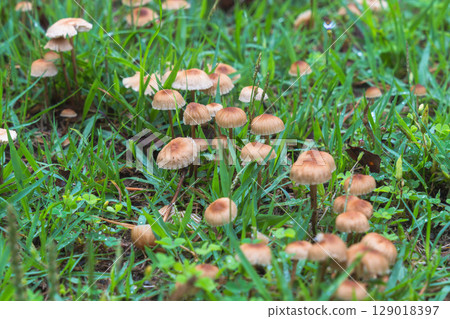 Rainy season: 10 close-ups of mushrooms growing in the grass 129018397
