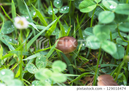 雨季：草叢中生長的蘑菇特寫 12 129018474