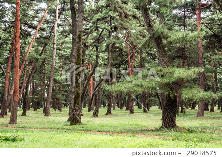 A beautiful pine forest enveloped in silence A beautiful pine forest enveloped in silence 129018575
