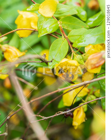 下雨天:黃花的黃線梅和大黃蜂01 下雨天:黃花的黃線梅和大黃蜂01 129018645