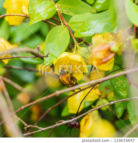 下雨天:金梅花和大黃蜂03 下雨天:金梅花和大黃蜂03 129018647