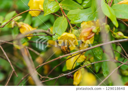 Rainy day: Yellow flowers of the golden plum tree and a carpenter bee 04 Rainy day: Yellow flowers of the golden plum tree and a carpenter bee 04 129018648