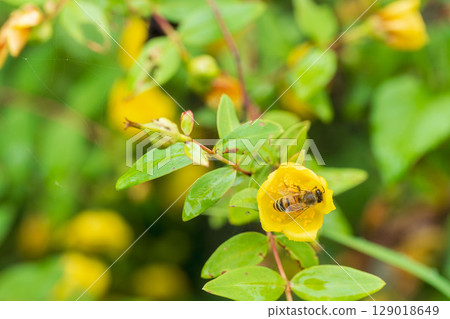 Rainy day: Yellow flowers of the Kintobai plum tree and a bee 01 Rainy day: Yellow flowers of the Kintobai plum tree and a bee 01 129018649