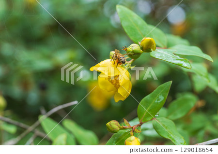 Rainy day: Yellow flowers of the Kintobai plum tree and a bee 06 Rainy day: Yellow flowers of the Kintobai plum tree and a bee 06 129018654
