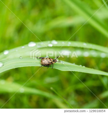 Rainy day Spotted scarab beetle 02 Rainy day Spotted scarab beetle 02 129018854