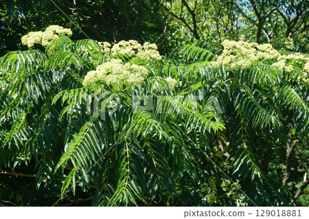 "Zanthoxylum truncatula" flowers blooming in summer "Zanthoxylum truncatula" flowers blooming in summer 129018881