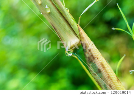 Rainy day: Water droplets shining on thin bamboo 05 Rainy day: Water droplets shining on thin bamboo 05 129019014