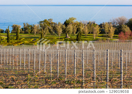 Scenic Coastal Vineyard with Formal Garden 129019038