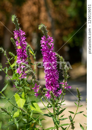 Tall Purple Loosestrife Blooming in Sunlight 129019051