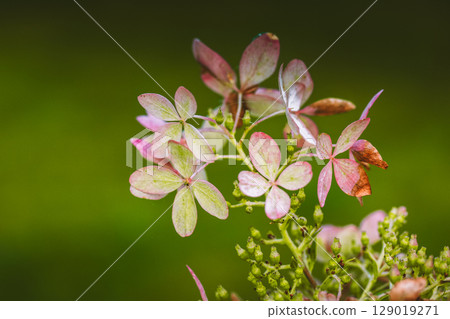 Vibrant pink and green hydrangea blossoms in a spring summer garden.  129019271