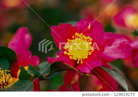 A vibrant red pink flower with a bright yellow center in full bloom in spring. 129019273