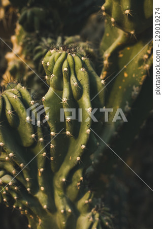 A green cactus with sharp spines grows in a wild desert. Vertical shot. A green cactus with sharp spines grows in a wild desert. Vertical shot. 129019274