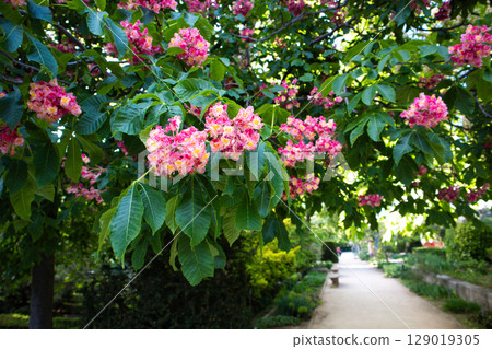 Vibrant pink blossoms of a horse chestnut tree frame a peaceful pathway in a park. A beautiful pathway in a spring garden and lush green foliage.  129019305