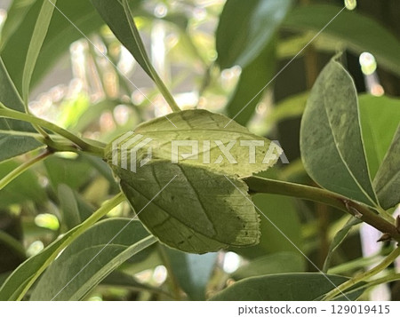 綠色植物上的飛蛾 129019415