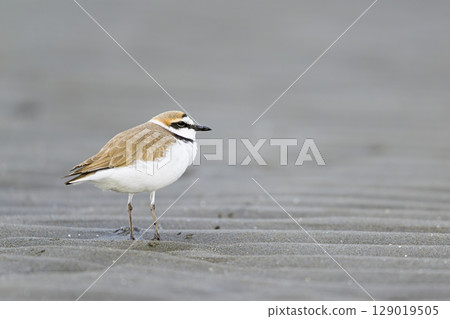 Male Snowy Plover 129019505