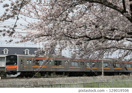 櫻花與武藏野線205系M3編組 129019506