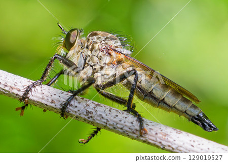 Sakigrome shikihiki 129019527