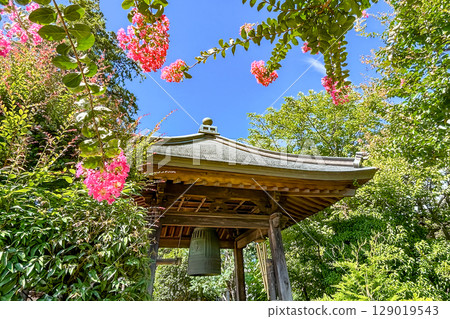 歷史悠久的寺廟鐘樓和亮粉紅色的紫薇花 129019543