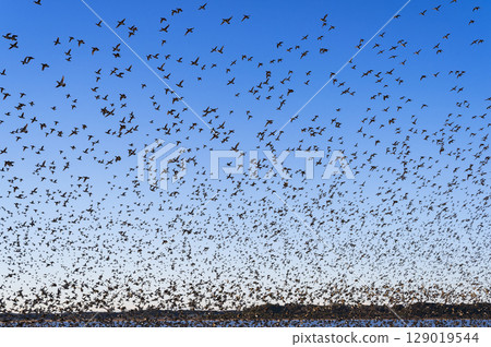 一大群巴鴨飛過印坂湖 129019544