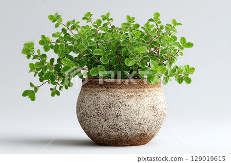 Modern plant-related marketing. Oregano plant with small leaves in pot in rustic style on a white background. 129019615