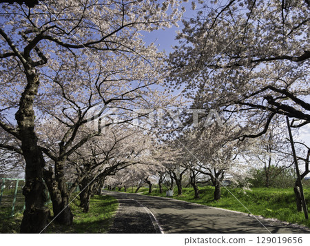 道路與櫻花 道路與櫻花 129019656
