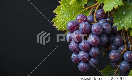 Fresh Purple Grapes with Dew Drops on Dark Background 129019711