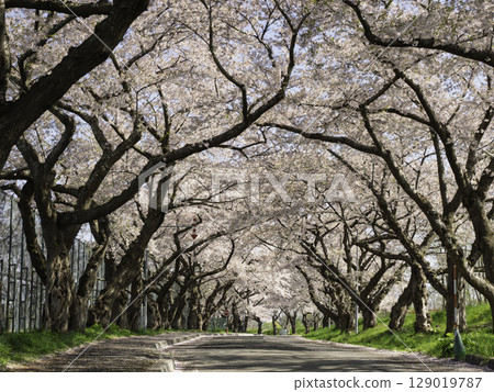 Road with cherry blossoms 129019787