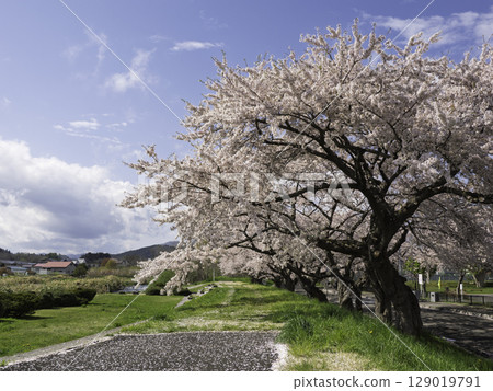 Road with cherry blossoms Road with cherry blossoms 129019791