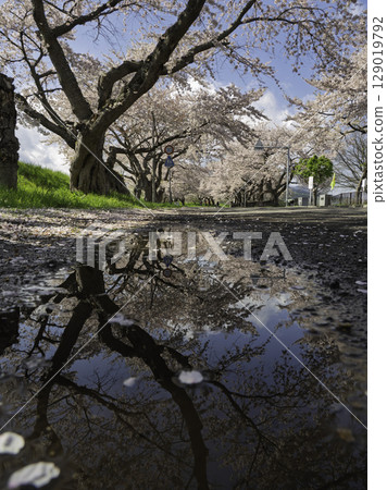 Road with cherry blossoms 129019792
